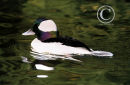 Bufflehead Drake.